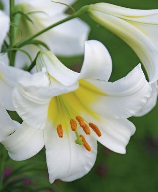 Regale_Trumpet_Burpee